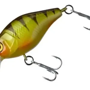 Exclusieve Aanbieding Chubby 38