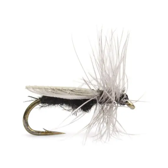 Must-Have Diptera size 18