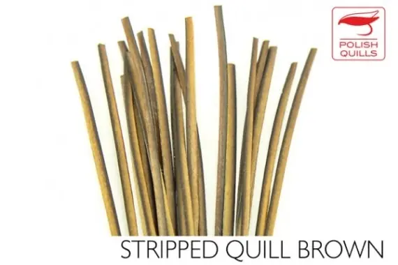 Actieprijs Polish Quill Hand Stripped Quill Brown