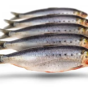 Prebaits Sardines Veilige Betaling