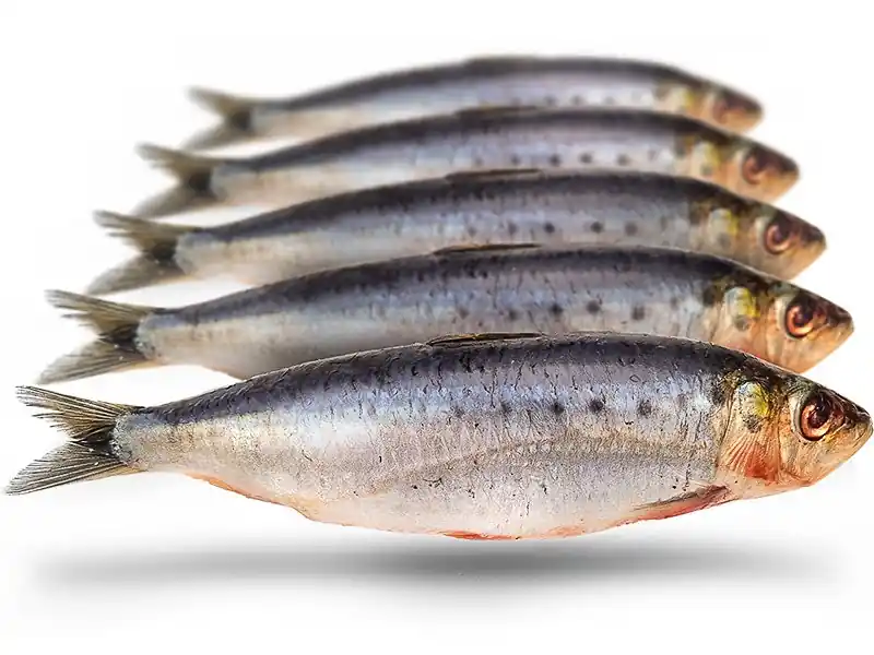 Prebaits Sardines Veilige Betaling