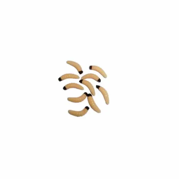 Hoge Kwaliteit Behr Imitation Bee Maggot Jumbo Natural