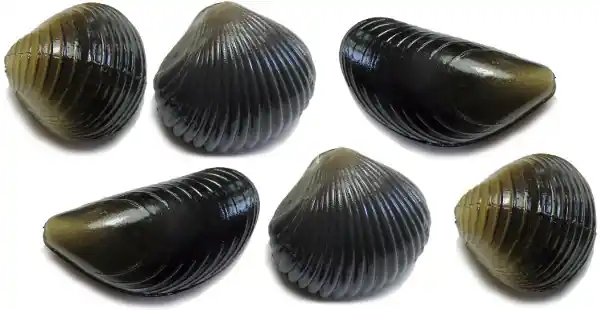 Koopje Behr Trendex Mini Carp Shells, 6 stuks!