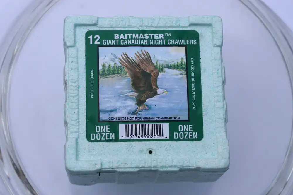 Dauwpieren tempex 12 stuks Betaalbaar