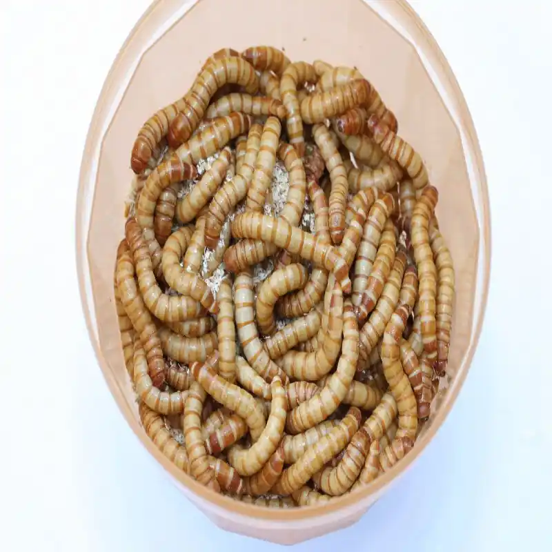 Levende Meelwormen Groot 500 gram Favoriet