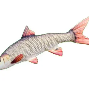 Gaby The Barbel Pillow 80cm Uitverkoop