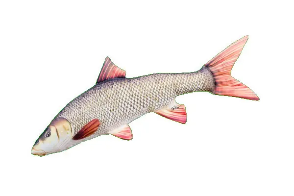 Gaby The Barbel Pillow 80cm Uitverkoop