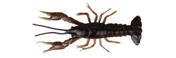 Hoge Kwaliteit Savage Gear LB 3D Crayfish 8cm 4g F 4pcs Black Brown