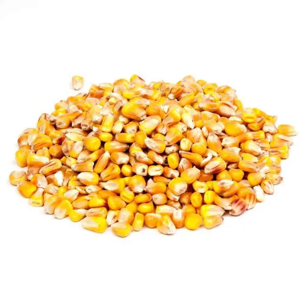 Populair Evezet Mais Heel USA | 5kg