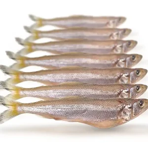 PREBAITS Spiering Groot - Vacuüm Verpakt Populair